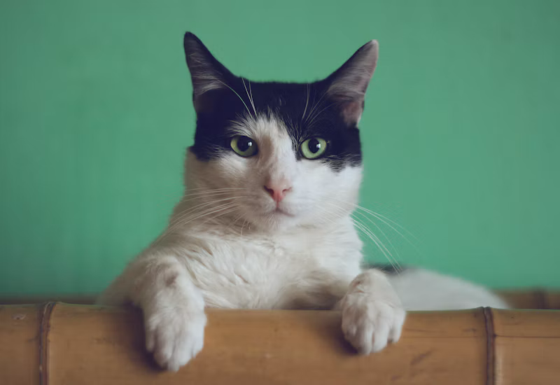 Lenços Umedecidos Pet